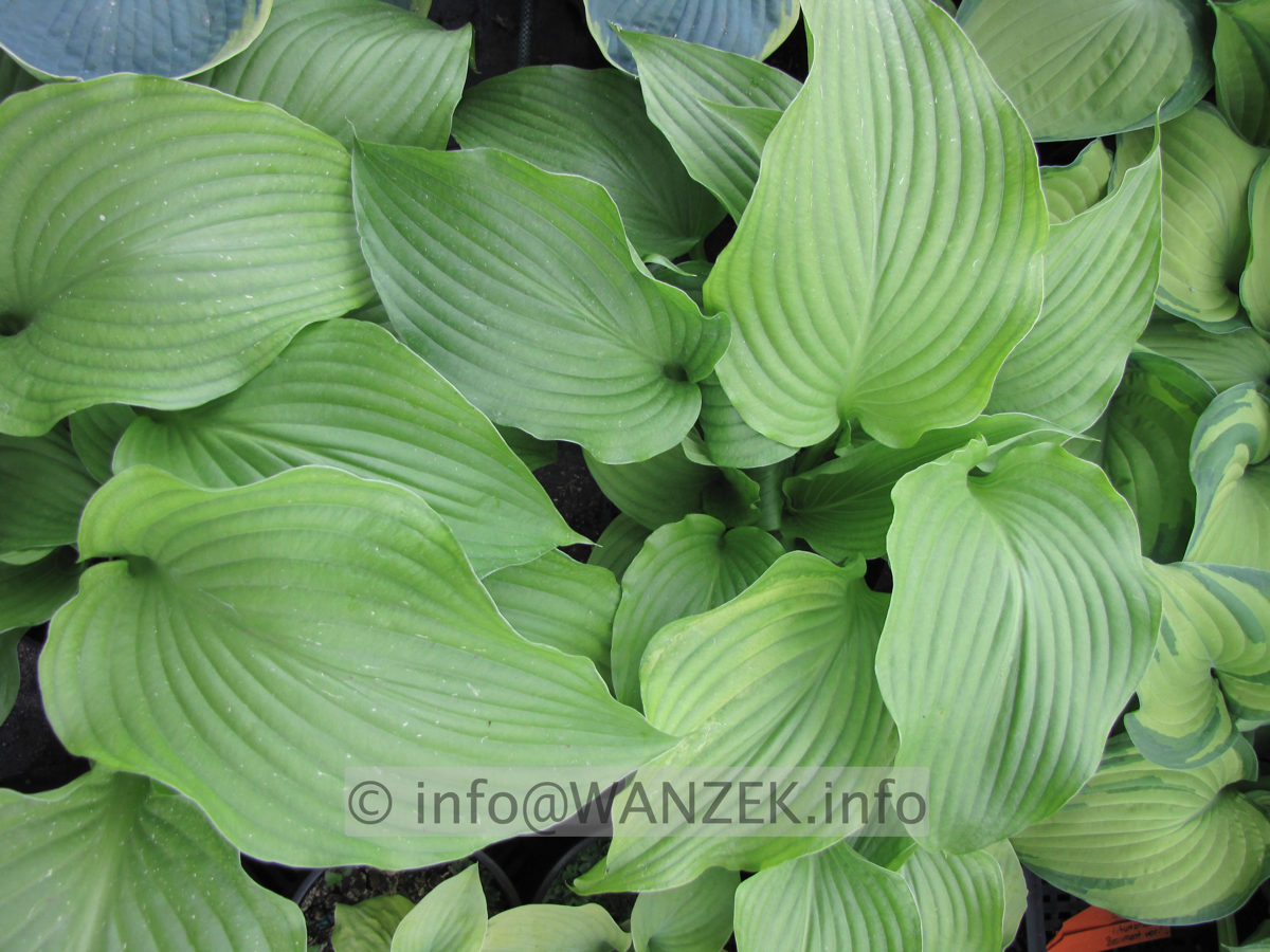 Hosta kikutii 02.JPG